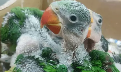 ஐதராபாத்தில் ஒரு ஜோடி கிளி ரூ.1000-க்கு விற்பனை: ஒருவர் கைது