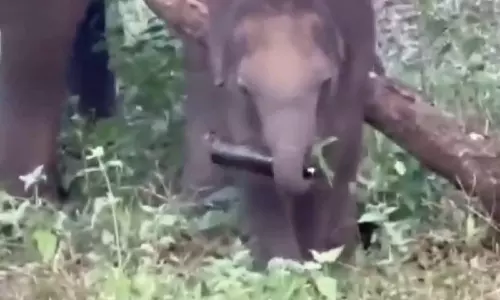 மதுபாட்டிலை விழுங்க முயன்ற குட்டி யானை- சமூக வலைத்தளங்களில் வீடியோ வைரல்