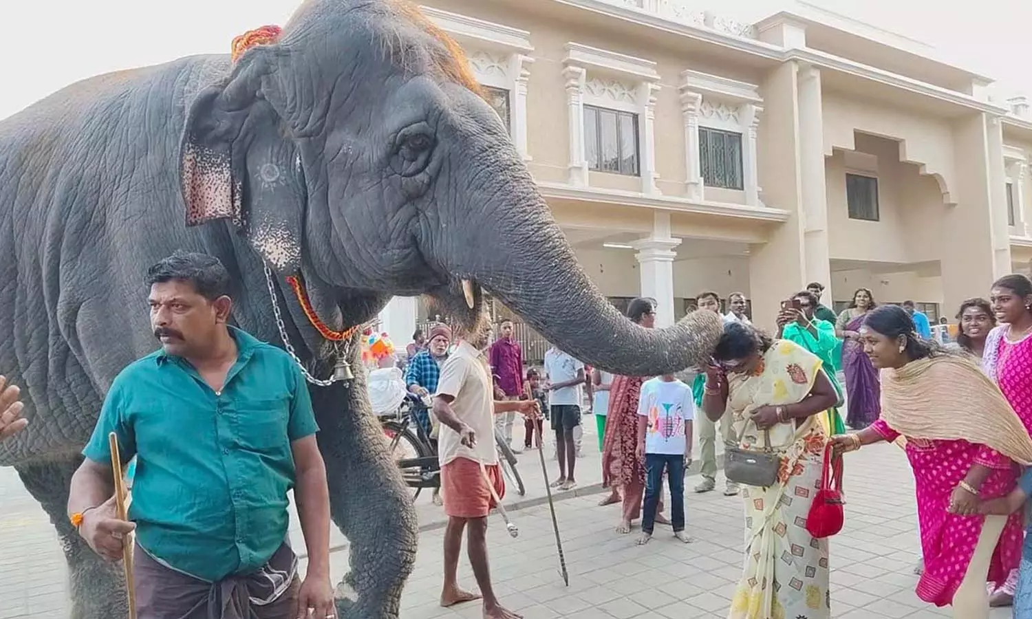 திருச்செந்தூர் கோவிலில் நடைபயிற்சியின் போது பக்தர்களுக்கு ஆசி வழங்கிய தெய்வானை யானை
