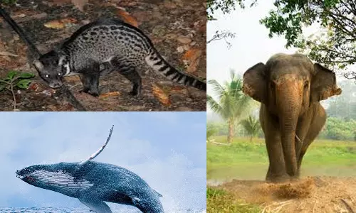 மதிப்பு மிக்க எச்சங்கள்!