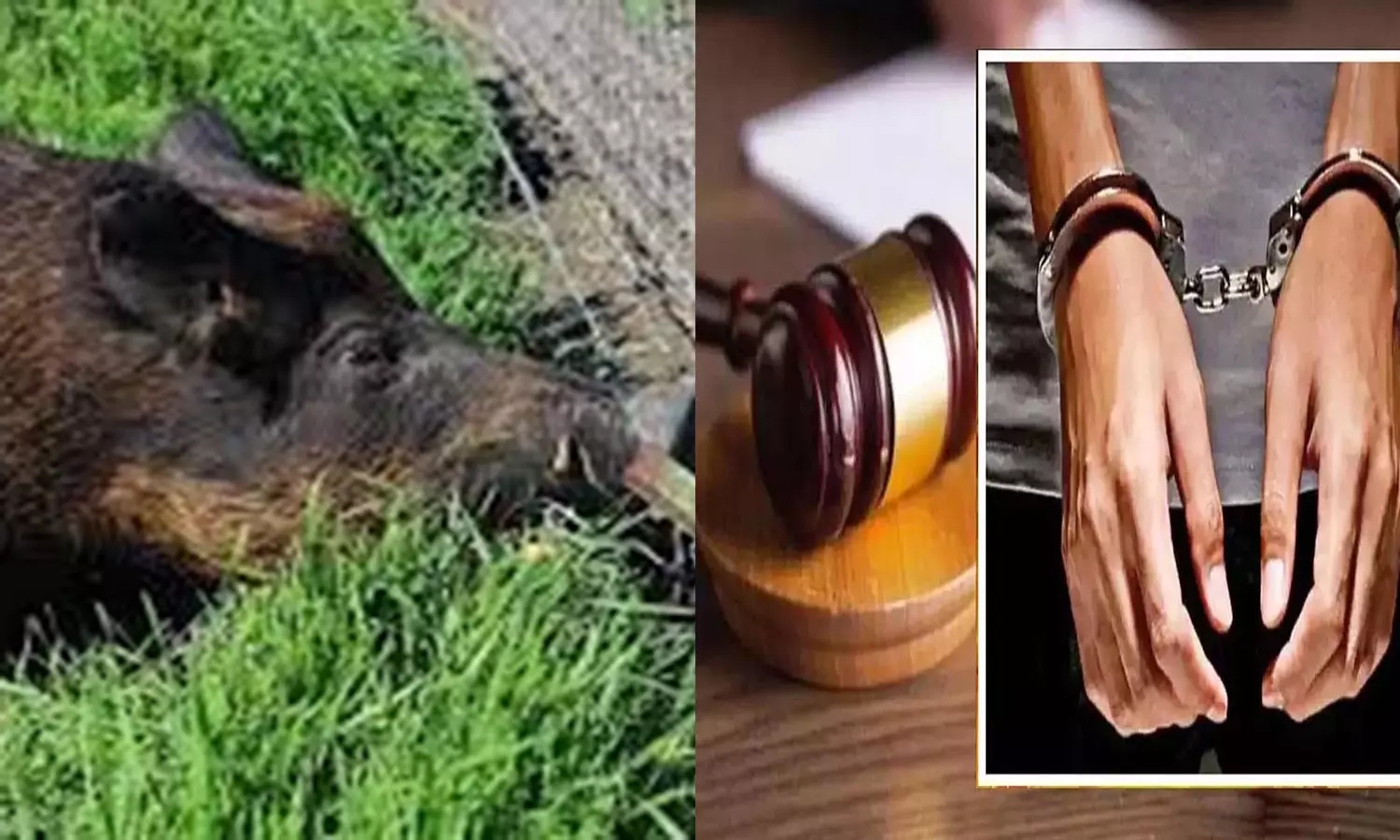 மின்வேலியில் சிக்கி காட்டுப்பன்றி உயிரிழப்பு- கறியை சமைத்து சாப்பிட்ட விவசாயி கைது மின்வேலியில் சிக்கி காட்டுப்பன்றி உயிரிழப்பு- கறியை சமைத்து சாப்பிட்ட விவசாயி கைது