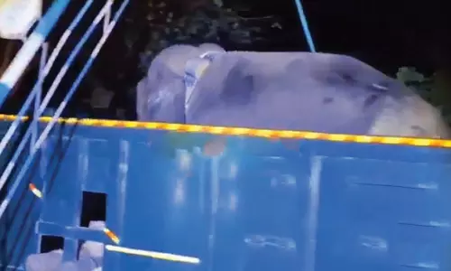 நீலகிரியில் அட்டகாசம் செய்த புல்லட் யானை கோதையாறு வனப்பகுதியில் விடப்பட்டது