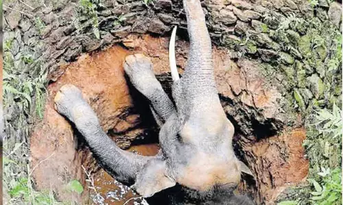 உணவு தேடி வந்தபோது கிணற்றுக்குள் விழுந்த காட்டு யானை