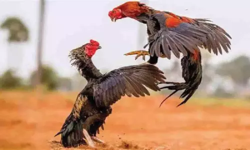 சேவல் வைத்து மெகா சூதாட்டம்: 20 பேர் கைது- ரூ.1.32 லட்சம் பணம், 32 மோட்டார் சைக்கிள்கள் பறிமுதல்