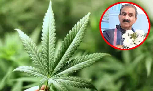 கட்டுப்பாடுகளுடன் கஞ்சா செடியை வளர்க்க இமாச்சலப் பிரதேச அரசு அனுமதி