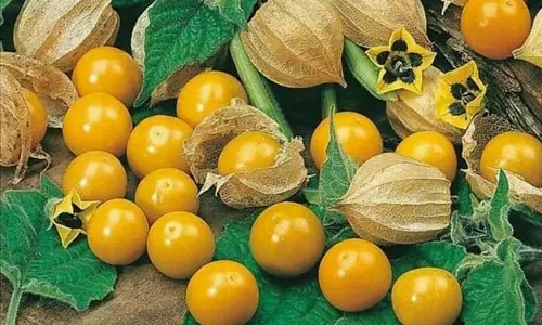 குன்னூரில் மருத்துவ குணம் கொண்ட சொடக்கு தக்காளி ஒரு கிலோ ரூ.1500-க்கு விற்பனை