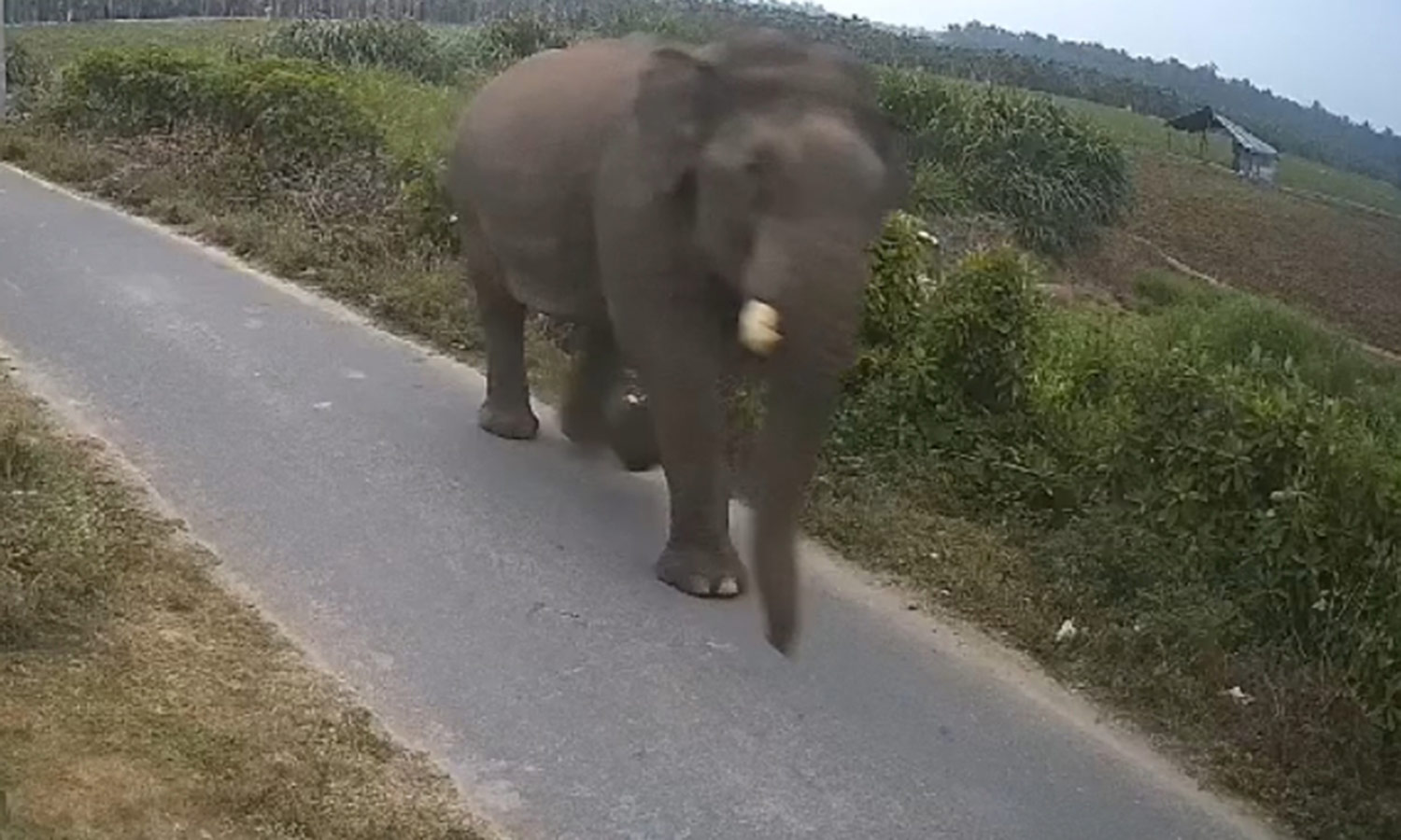 தென்னை மரங்களை சேதப்படுத்திய காட்டு யானைகள்- சாலையில் ஓடிய யானையால் பரபரப்பு