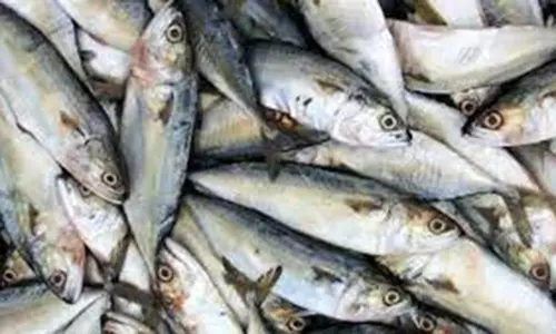 பார்மலின் ரசாயனம் கலந்த மீன்கள் விற்பனையா?