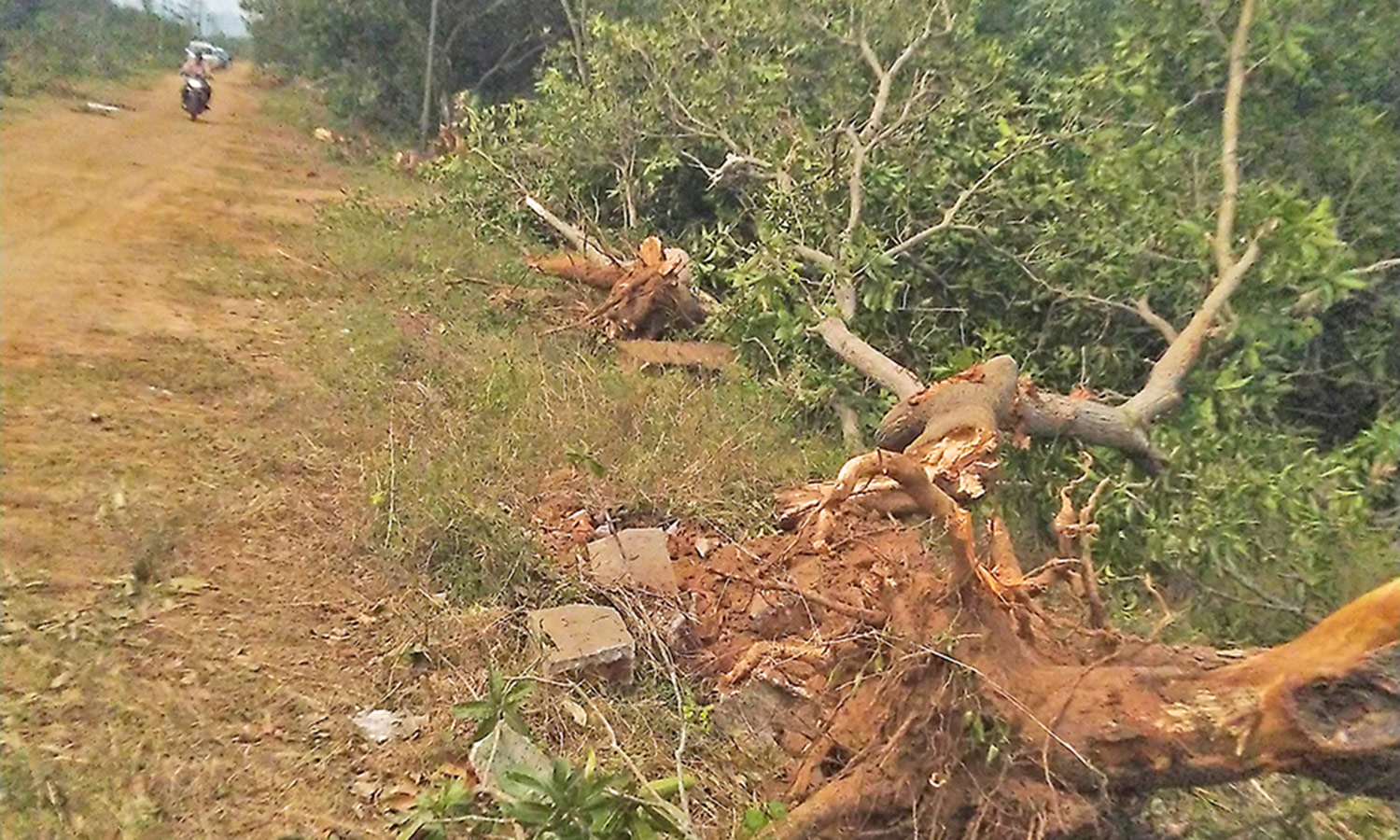 மாமல்லபுரம் அருகே 500 தேக்கு மரங்கள் வெட்டி கடத்தல்