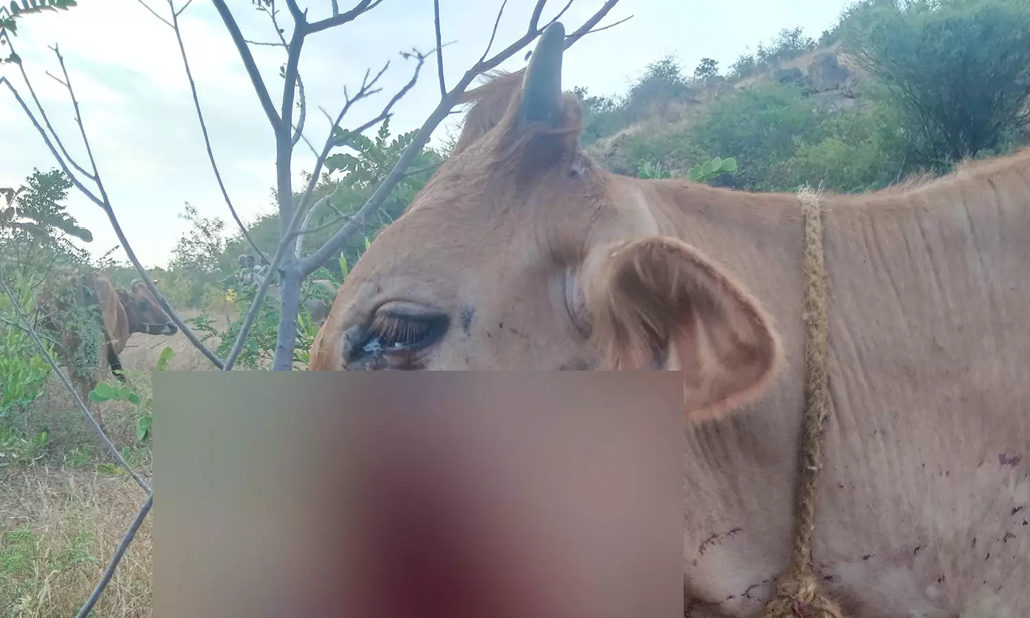 ஏரியூர் அருகே மர்ம நபர்கள் வைத்த நாட்டு வெடிகுண்டு வெடித்து பசு மாடு படுகாயம்