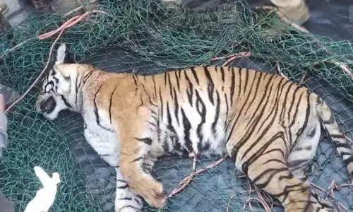 வயநாடை அச்சுறுத்திய ஆட்கொல்லி புலி சடலமாக கண்டெடுப்பு