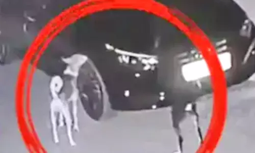 VIDEO: தன் மீது மோதிய காரை கண்டுபிடித்து பழிவாங்கிய நாய்
