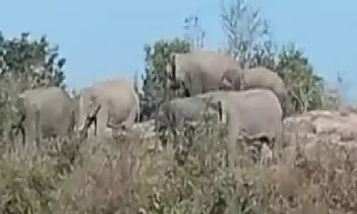 தாளவாடி அருகே முகாமிட்டுள்ள யானை கூட்டங்கள்: வனத்துறையினர் கண்காணிப்பு