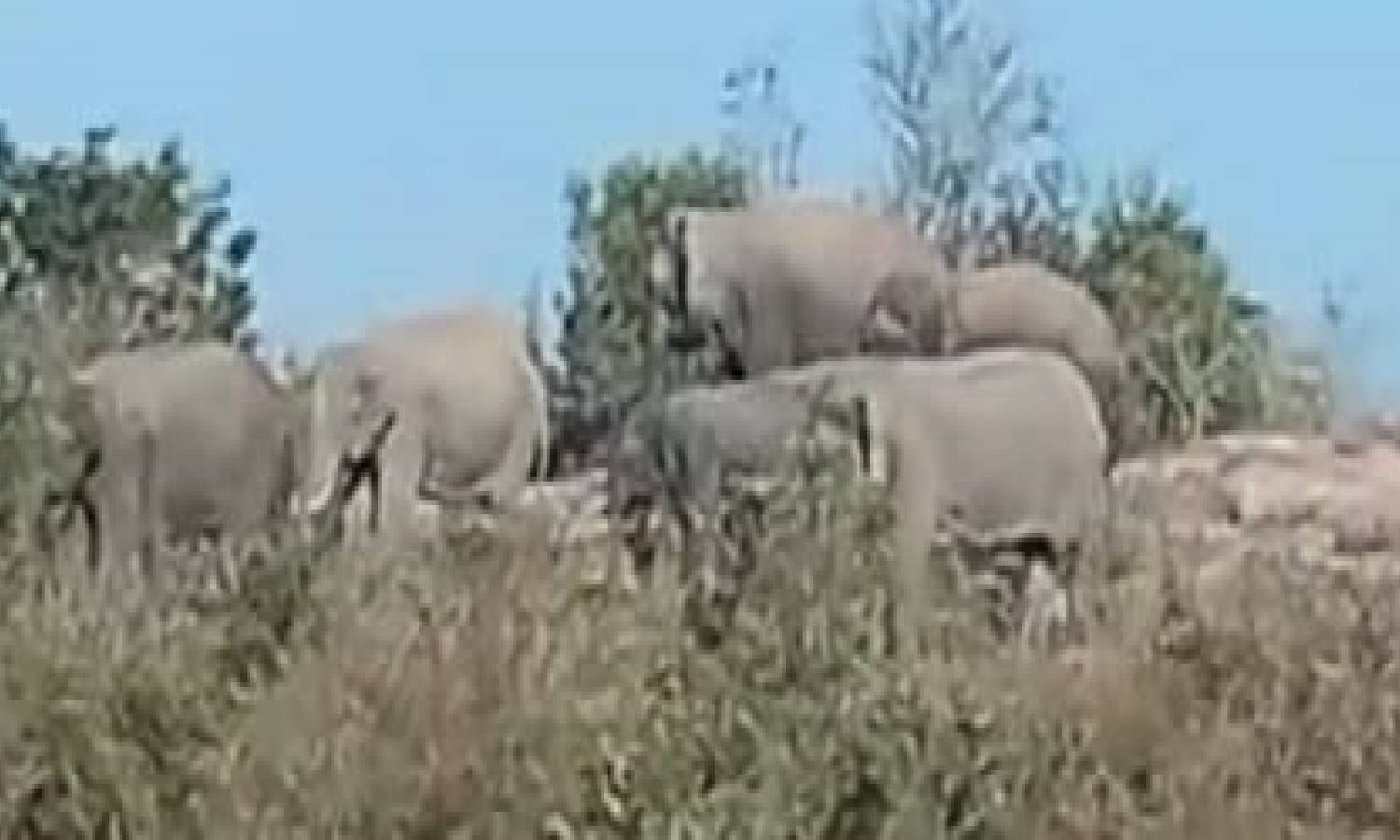 தாளவாடி அருகே முகாமிட்டுள்ள யானை கூட்டங்கள்: வனத்துறையினர் கண்காணிப்பு