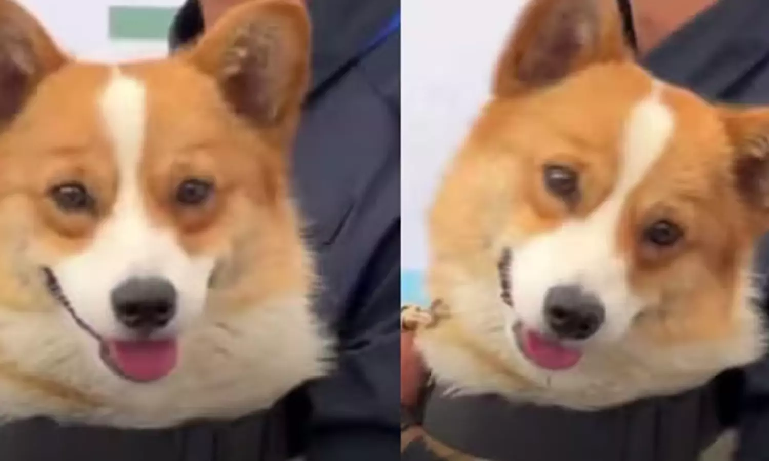 பணியின் போது தூங்கிய போலீஸ் நாய்க்கு ஊக்கத்தொகை ரத்து