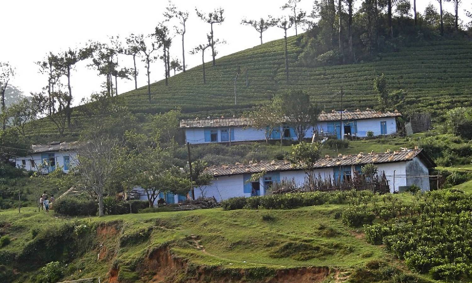 வடகிழக்கு பருவமழை: நாட்டிலேயே அதிகபட்சமாக ஊத்து எஸ்டேட்டில் 344 செ.மீ பதிவு