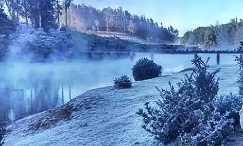 ஊட்டியில் பனியின் தாக்கம் மேலும் அதிகரிப்பு: தேயிலை, காய்கறி செடிகள் கருகும் அபாயம்