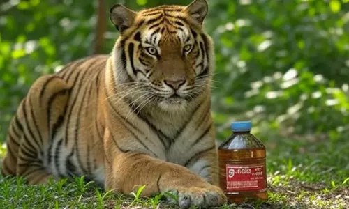 இதையும் விடமாட்டீங்களா? புலியின் சிறுநீரை விற்கும் சீனர்கள் - முடக்கு வாதத்தை விரட்டிவிடுமாம்!