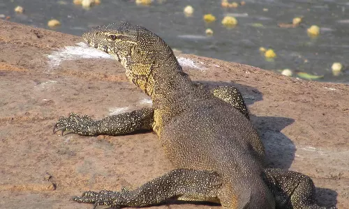 விவசாய பயிர்கள் நாசம்: 1.20 லட்சம் உடும்புகளை கொல்ல அரசு திட்டம்