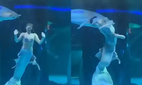 VIDEO: கடற்கன்னியை தாக்கிய ராட்சத மீன்