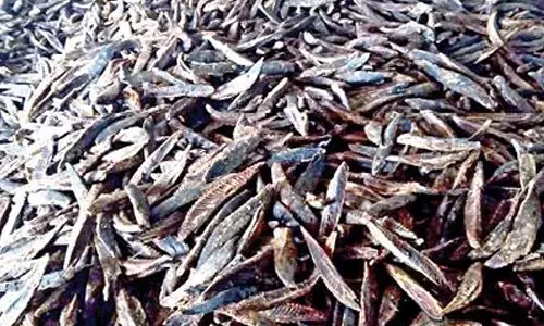 மாசி கருவாடு சாப்பிட்டால் இவ்வளவு நன்மையா...