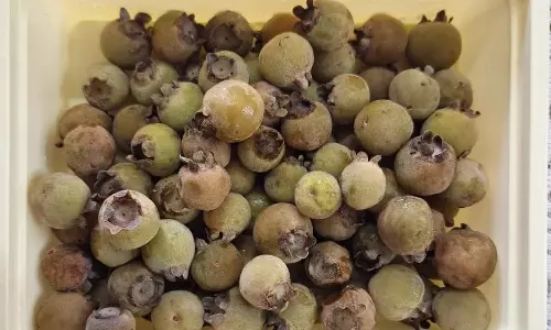 குன்னூர் அருகே கொத்து கொத்தாக காய்த்து தொங்கும் நீலகிரி தவிட்டு பழங்கள்