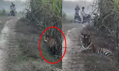 விவசாயிகளை வேட்டையாட பதுங்கி வரும் புலி - அதிர்ச்சி வீடியோ