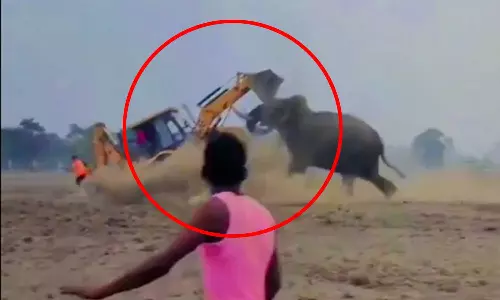 VIDEO: கிராமத்தில் நுழைந்து அட்டகாசம் செய்த யானையை ஜேசிபி கொண்டு துரத்திய மக்கள்