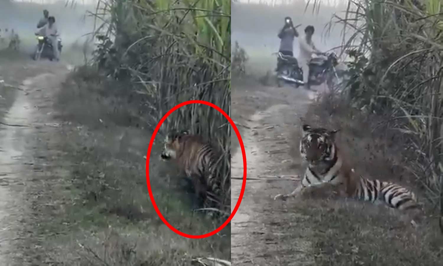 விவசாயிகளை வேட்டையாட பதுங்கி வரும் புலி - அதிர்ச்சி வீடியோ