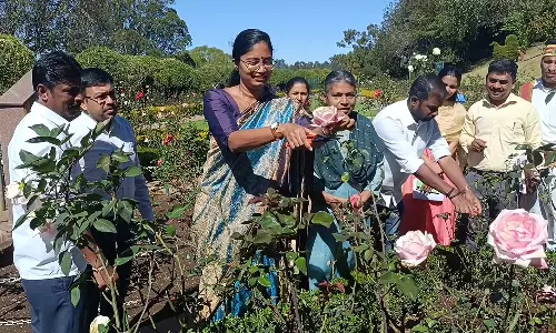 ஊட்டி ரோஜா பூங்காவில் செடிகள் கவாத்து பணி தொடக்கம்