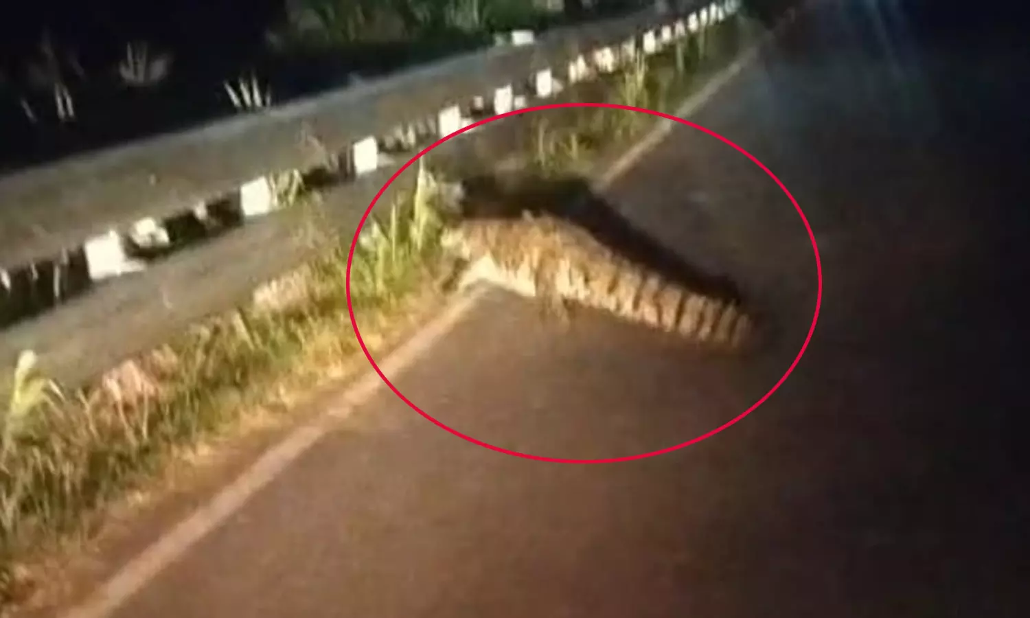 இரவில் இரை தேடி சாலையில் சென்ற முதலை- வாகன ஓட்டிகள் பீதி இரவில் இரை தேடி சாலையில் சென்ற முதலை- வாகன ஓட்டிகள் பீதி