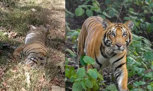 வயநாட்டில் ஒரே நாளில் 3 புலிகள் மர்மச்சாவு- வனத்துறை தீவிர விசாரணை