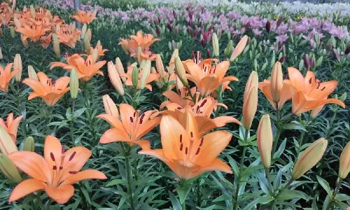 காதலர் தினம்: குன்னூரில் இருந்து சென்னை, பெங்களூருக்கு செல்லும் கொய் மலர்கள்