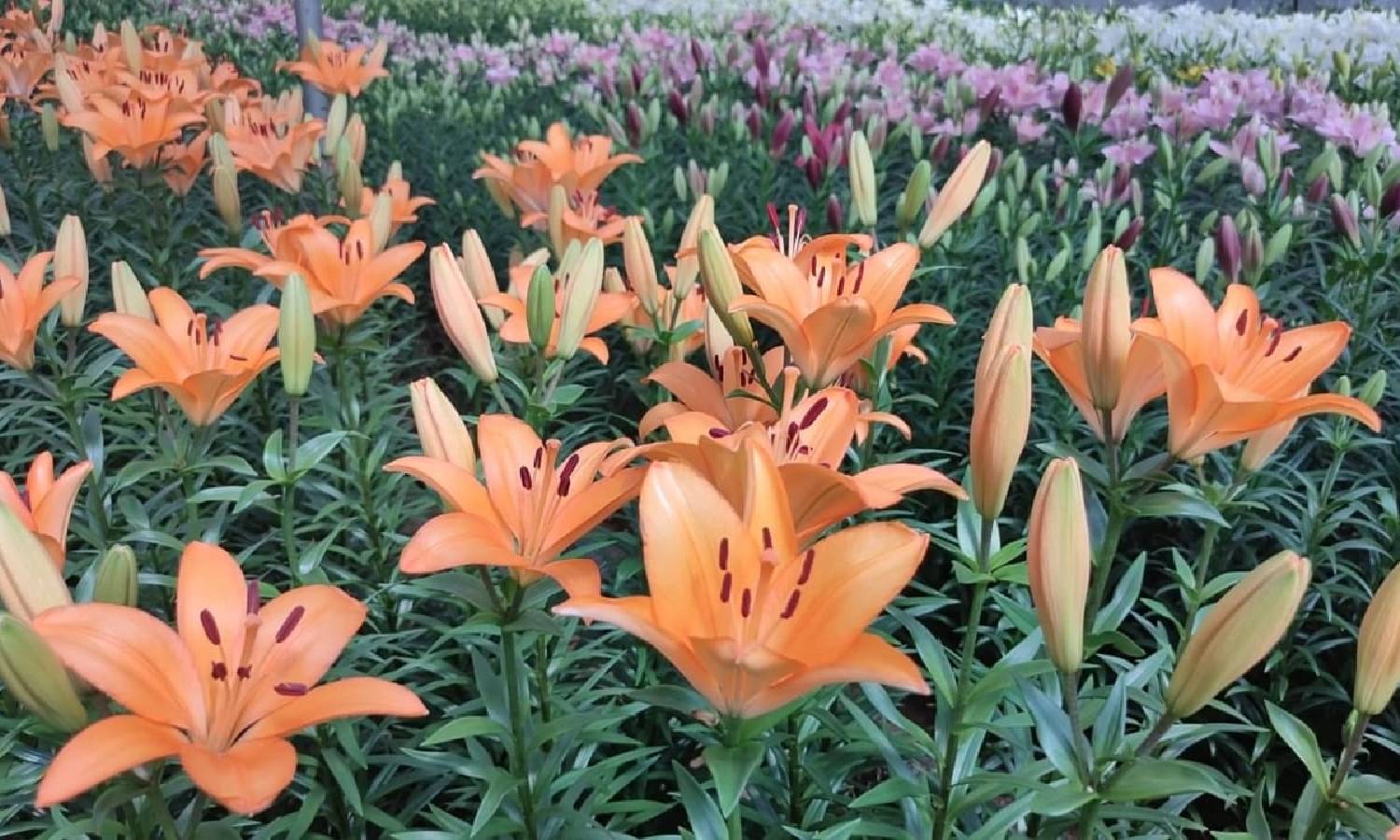 காதலர் தினம்: குன்னூரில் இருந்து சென்னை, பெங்களூருக்கு செல்லும் கொய் மலர்கள்