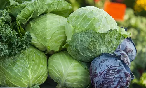 தாளவாடியில் முட்டைகோஸ் விலை கடும் வீழ்ச்சி- விவசாயிகள் கவலை