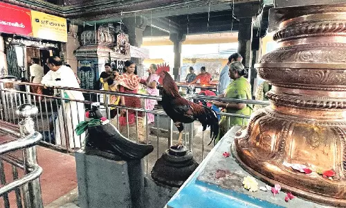 ஒற்றைக்காலில் முருகனை தரிசித்த சேவல்- பக்தர்கள் பரவசம்