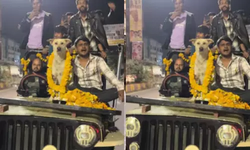 VIDEO: தெருநாய்க்கு பிறந்தநாள் கொண்டாடிய வாலிபர்கள்