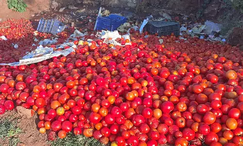 ஒட்டன்சத்திரத்தில் தக்காளி விலை வீழ்ச்சியால் குப்பையில் கொட்டிய விவசாயிகள்