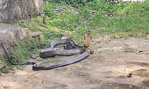 மாஞ்சோலையில் மின்வாரிய அலுவலகம் அருகே சுற்றித்திரிந்த 18 அடி நீள ராஜநாகம்