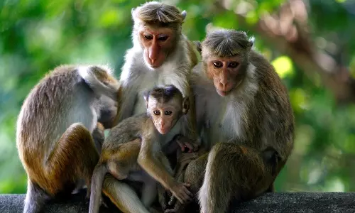 குரங்கு செய்த சேட்டையால் இருளில் மூழ்கிய இலங்கை: மக்கள் அவதி