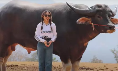 3 வயதில் 6 அடி 9 அங்குலம் உயரம்: கின்னஸ் சாதனை படைத்த எருமை