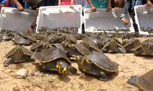 பிரேசிலில் ஆற்றில் விடப்பட்ட 5 ஆயிரம் ஆமைகள்