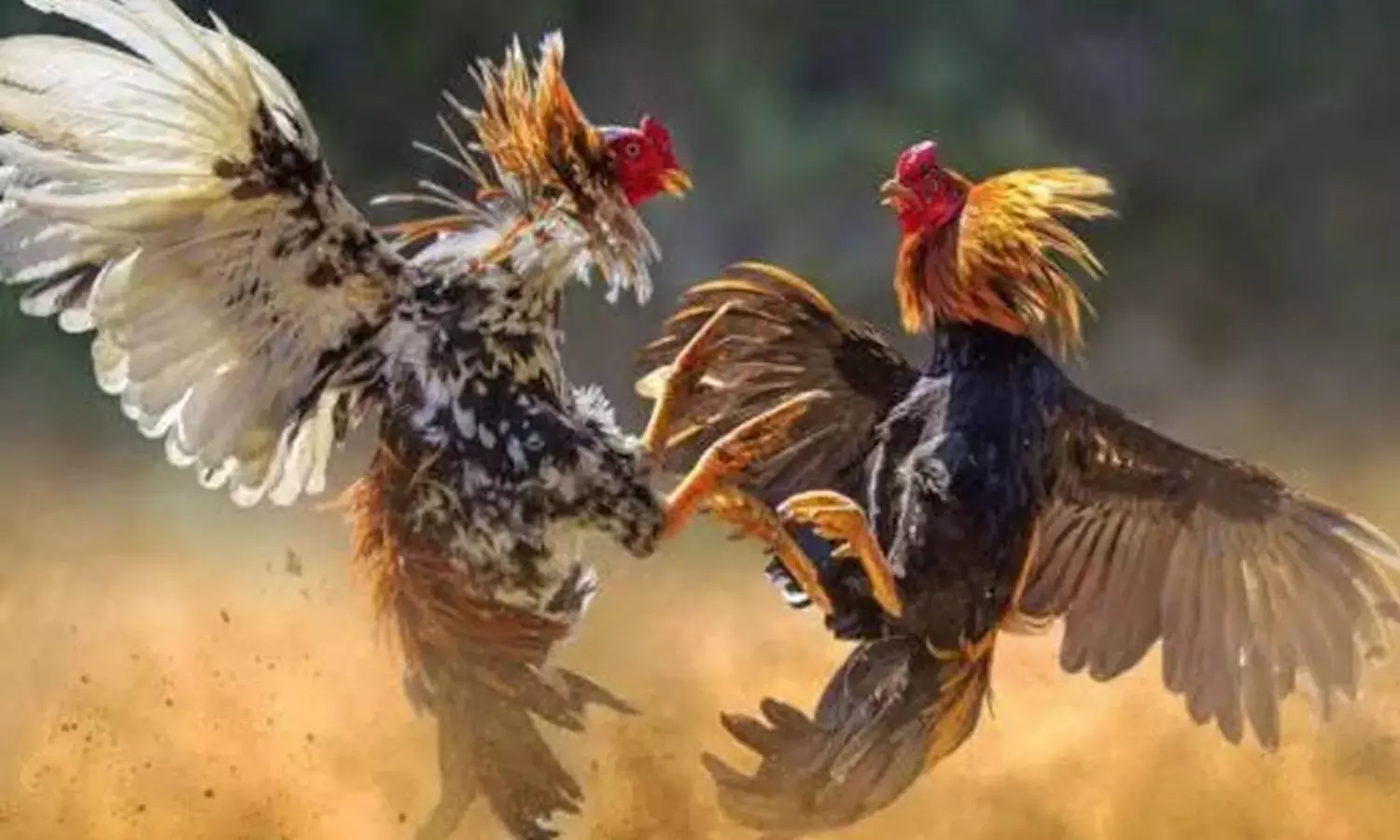 பா.ஜ.க. பிரமுகர் பண்ணையில் சேவல் பந்தயம்: தங்க நாணயங்கள்- சண்டை கோழிகள் பறிமுதல் பா.ஜ.க. பிரமுகர் பண்ணையில் சேவல் பந்தயம்: தங்க நாணயங்கள்- சண்டை கோழிகள் பறிமுதல்