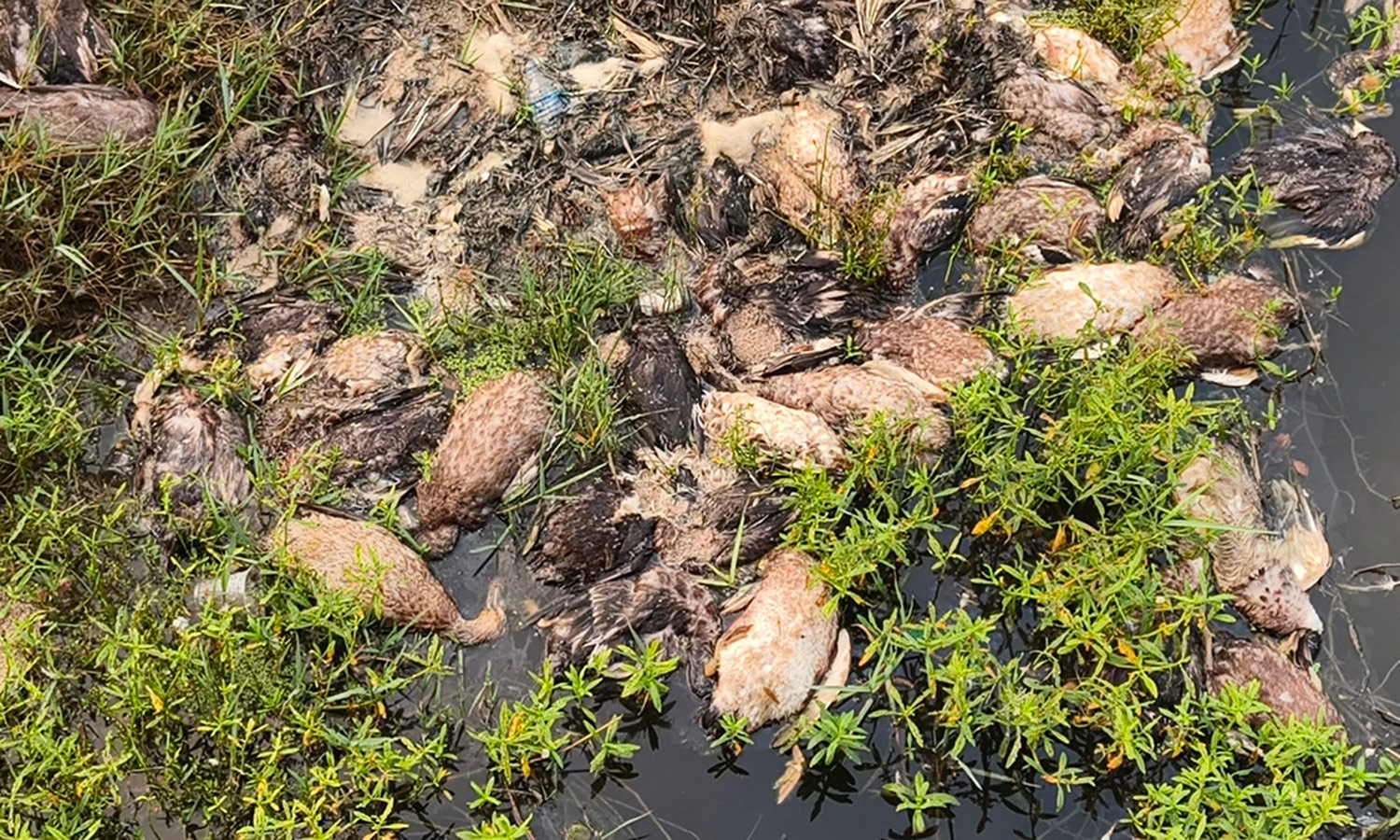 கால்வாயில் செத்து மிதக்கும் வாத்துகள்- துர்நாற்றத்தால் பொதுமக்கள் அவதி