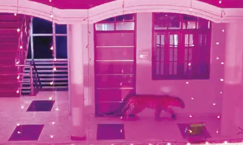 திருமண மண்டபத்துக்குள் அழையா விருந்தாளியாக புகுந்த சிறுத்தை