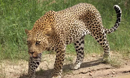 திருப்பதி அலிபிரி நடைபாதையில் சிறுத்தை நடமாட்டம்: பக்தர்கள் அலறி அடித்து ஓட்டம்