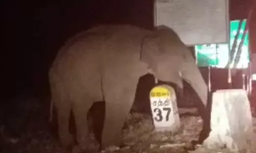 சோதனை சாவடியில் கரும்புக்காக காத்து நிற்கும் ஒற்றை யானையால் வாகன ஓட்டிகள் அச்சம்