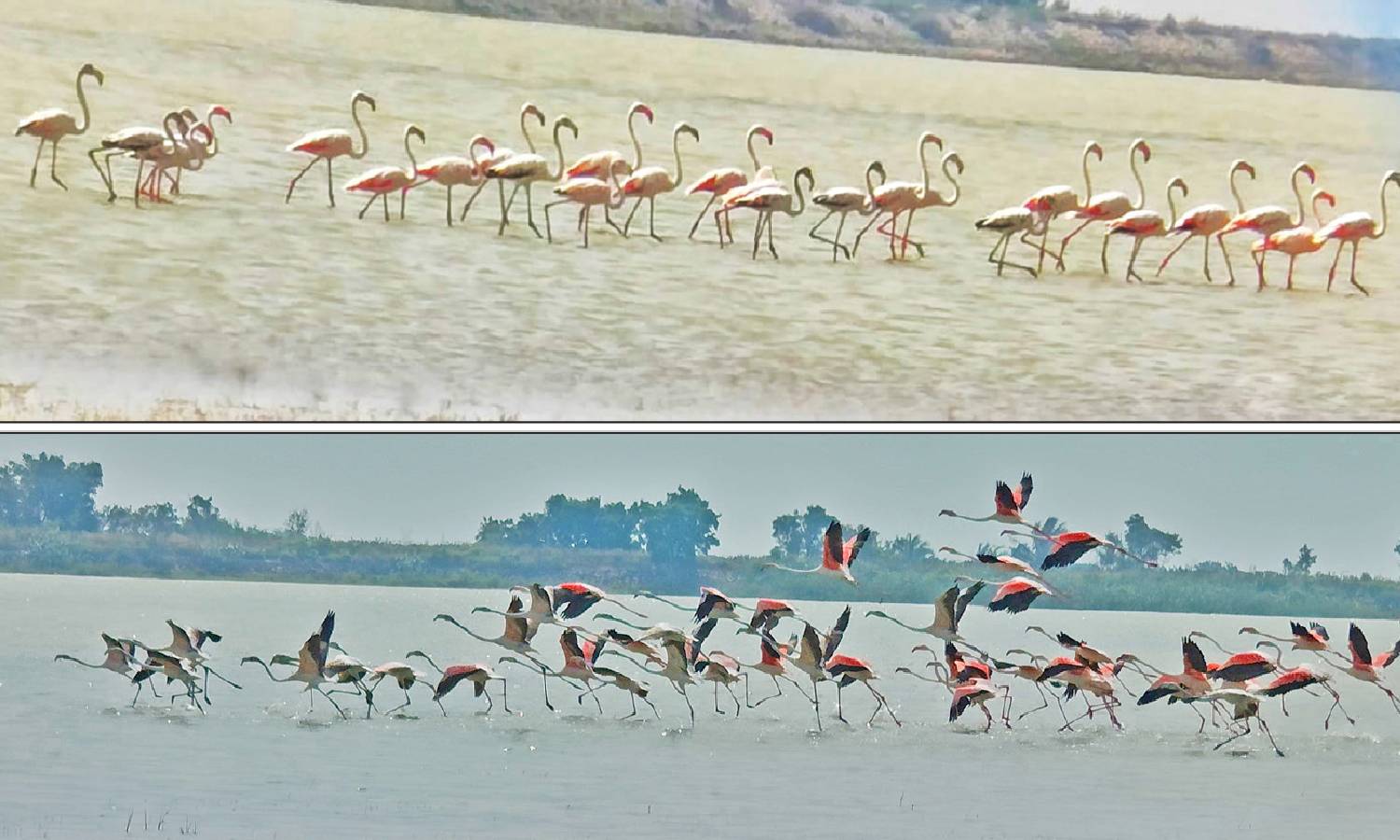 கூந்தன்குளத்தில் குவிந்துள்ள ஆயிரக்கணக்கான வெளிநாட்டு பறவைகள்