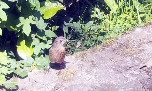 கொடைக்கானலுக்கு வலசை வரும் பறவைகளுக்கு காலில் வளையம் கட்டி கணக்கெடுப்பு