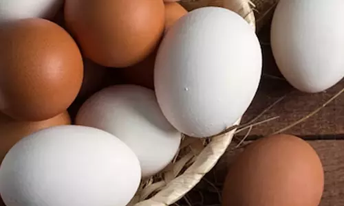 முட்டையில் நிரம்பி இருக்கும் சத்துகள்